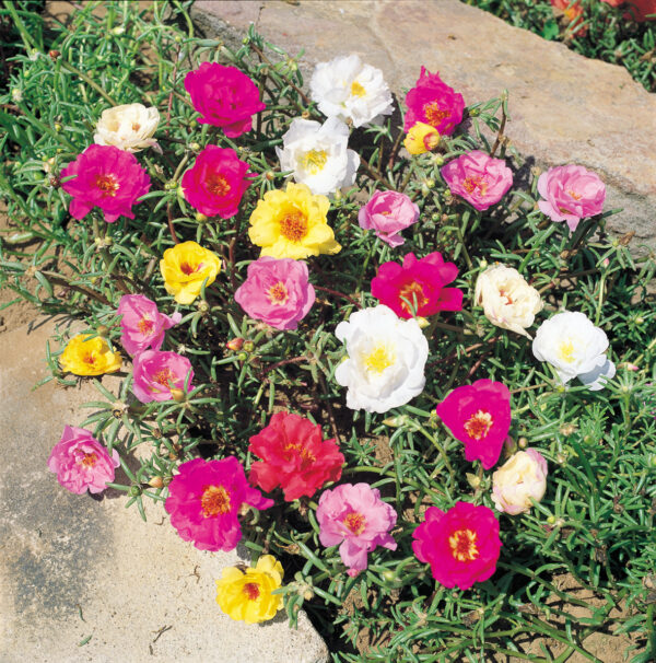 Haveportulak - grøn - Portulacca oleracea