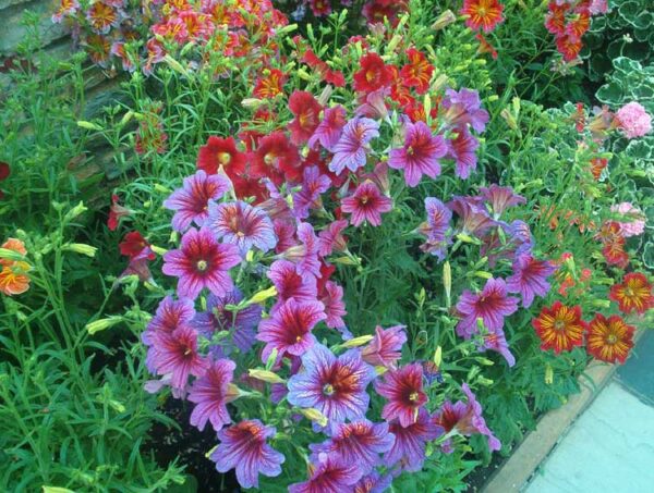 Hundetunge - Salpiglossis sinuata