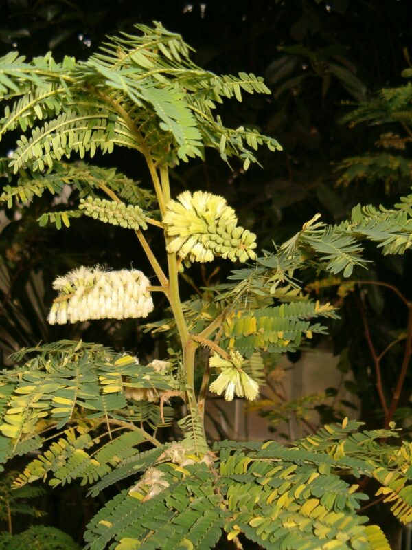 Crest Wattle - Albizia (Paraserianthes) lophantha