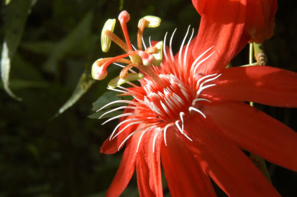 Passiflora Vitifolia