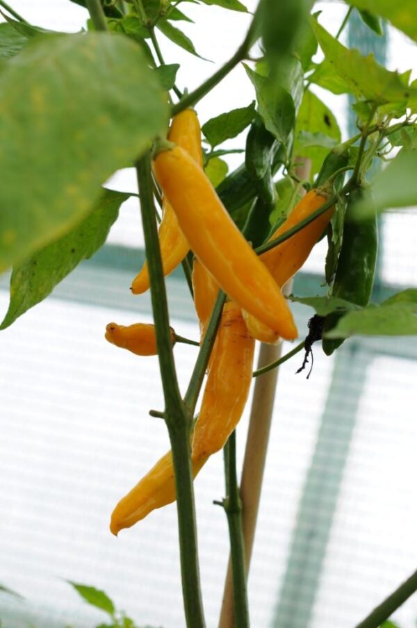 Peruvian Creole – C. Baccatum