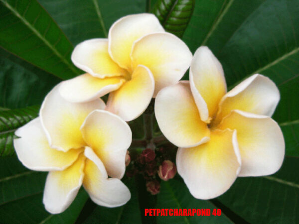 Plumeria -  Petpatcharipond