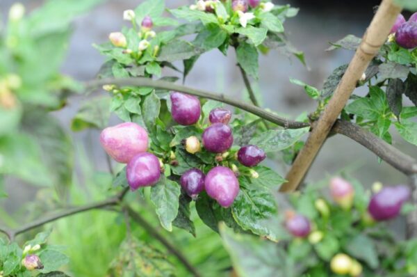 Pimenta Barra Do Ribeiro – C. baccatum