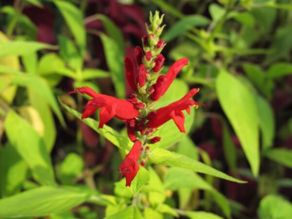 Ananassalvie - Salvia elegans - Scarlet Pineapple