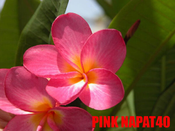 Plumeria -  Pink Napat