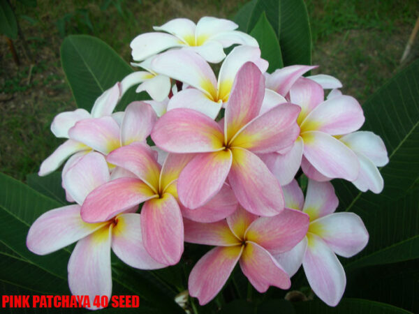 Plumeria -  Pink Patchaya