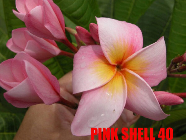 Plumeria -  Pink Shell