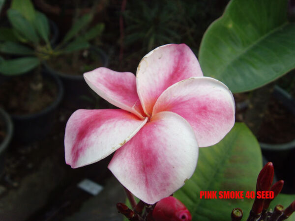 Plumeria -  Pink Smoke
