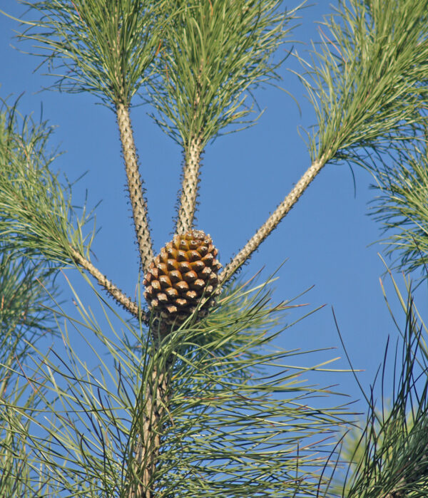 Pinje (Sølvpinje) - Pinus pinea