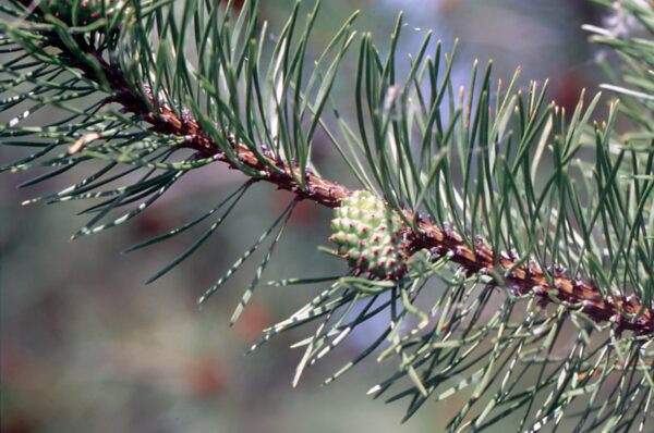Klitfyr - Pinus contorta var. latifolia