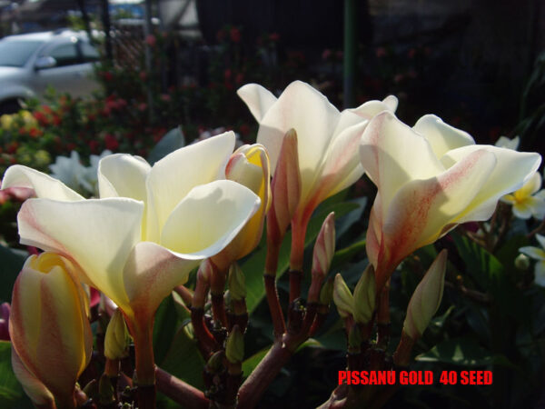 Plumeria -  Pissanu Gold