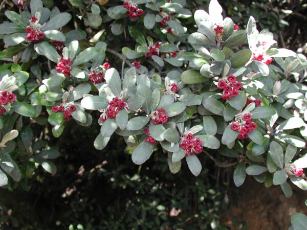 Karo - Pittosporum crassifolium
