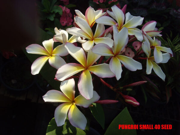 Plumeria -  Pungroi Small