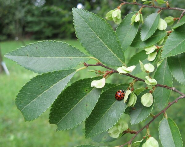 Kinesisk Elm - Ulmus parvifolia