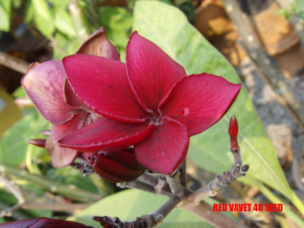 Plumeria -  Red Vavet