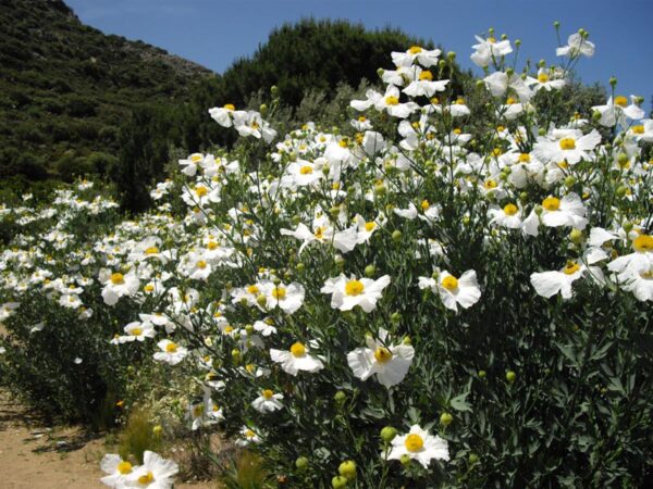 Træ-Valmue - Romneya coulteri