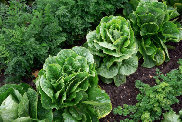 Lojoits Green - Salat