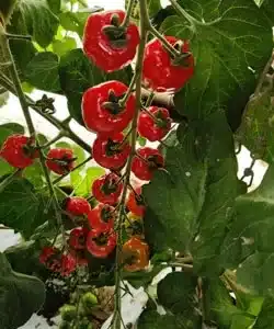 Snacktomat - Rimmerhus Strawberry F1