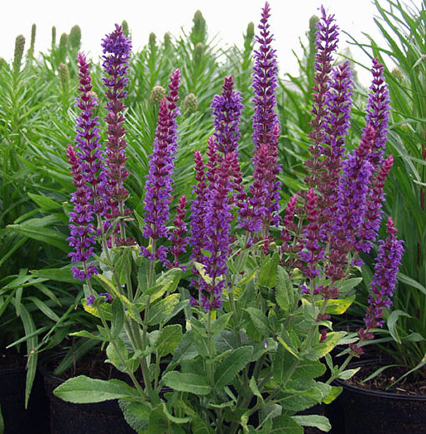 Staudesalvie - Salvia Nemorosa