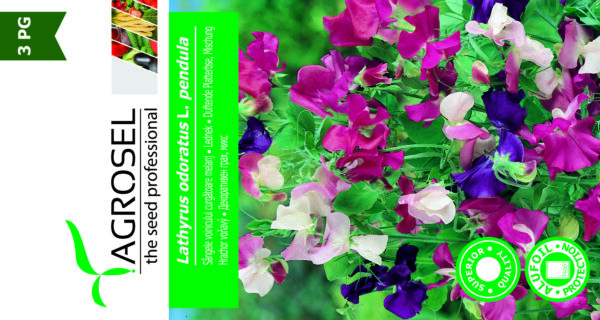 Ærteblomst - Lathyrus Odoratus