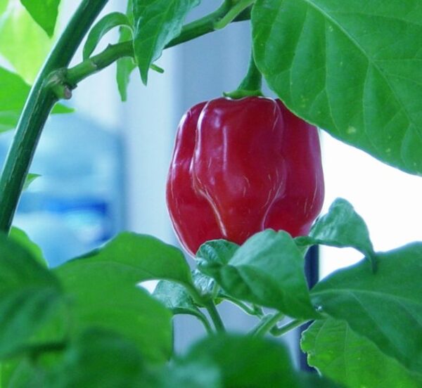 Rød Savina Habanero - 10 frugter
