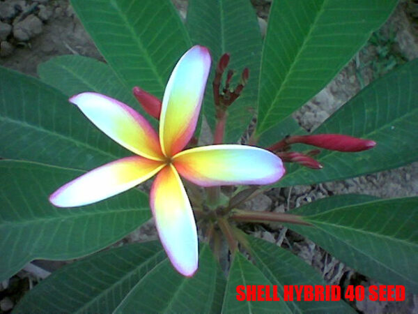 Plumeria -  Shell hybrid
