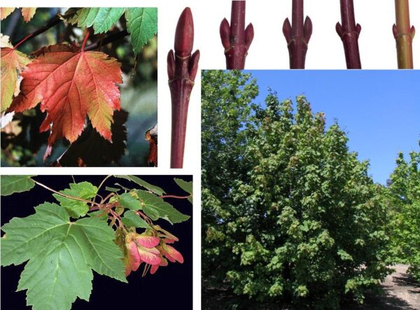 Rocky Mountain Løn - Acer glabrum