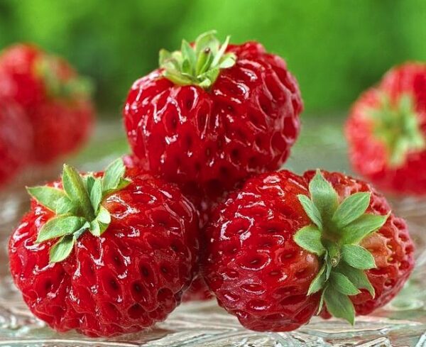 Hindbær Jordbær - Framberry - Plante