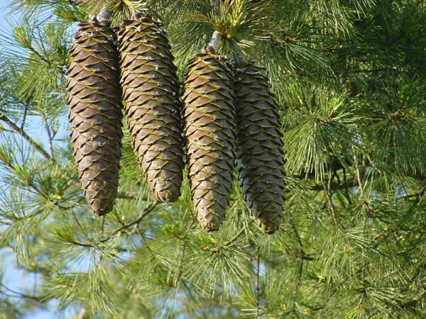 Sugar pine - Pinus lambertiana