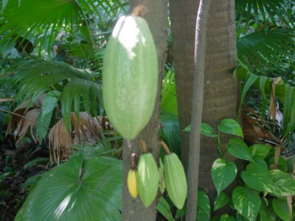 Cacaofrø  - helt friske!! - Theobroma cacao
