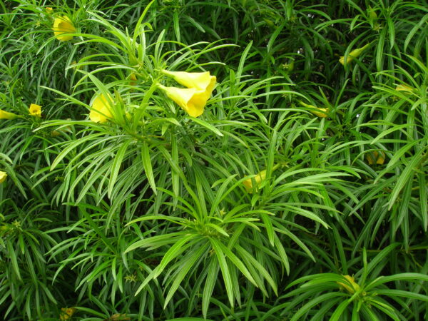 Bjældetræ - Thevetia peruviana - PLANTE