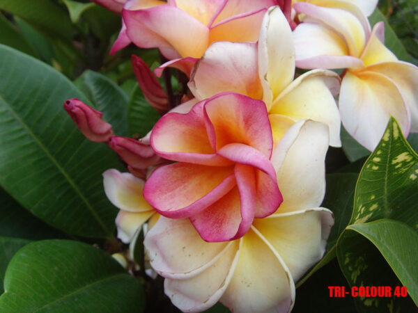 Plumeria -  Tri-Colour