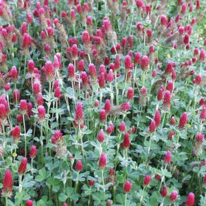 Blodkløver - Trifolium incarnatum