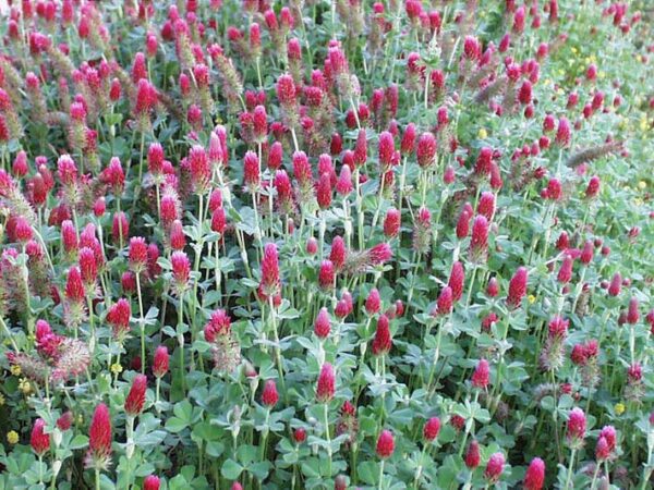Blodkløver - Trifolium incarnatum