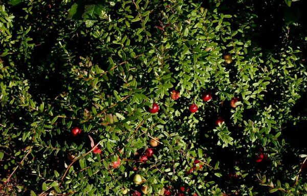 Storfrugtet Tranebær - Vaccinium macrocarpon