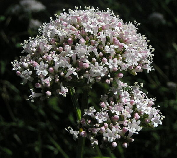 Læge-Baldrian - Valeriana officinalis