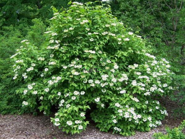 Sargent kvalkved - Viburnum sargentii