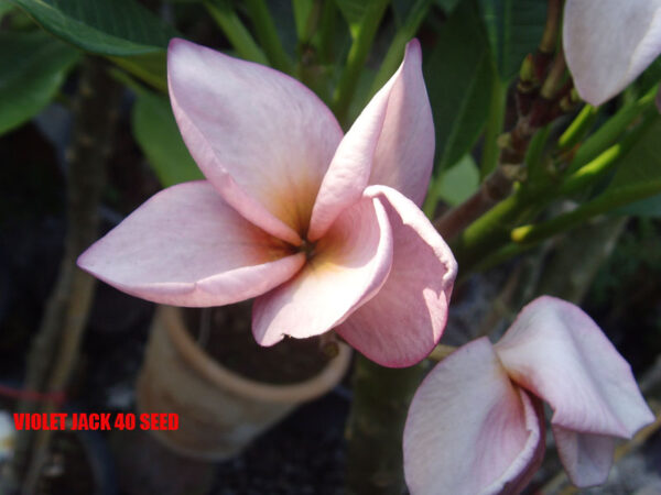 Plumeria -  Violet Jack