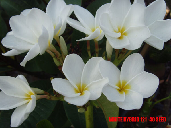 Plumeria -  White Hybrid 121