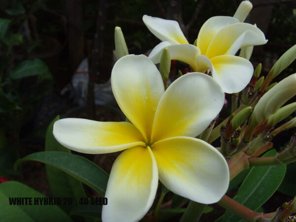 Plumeria -  White Hybrid