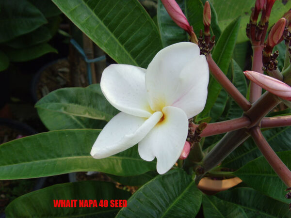 Plumeria -  White Napa