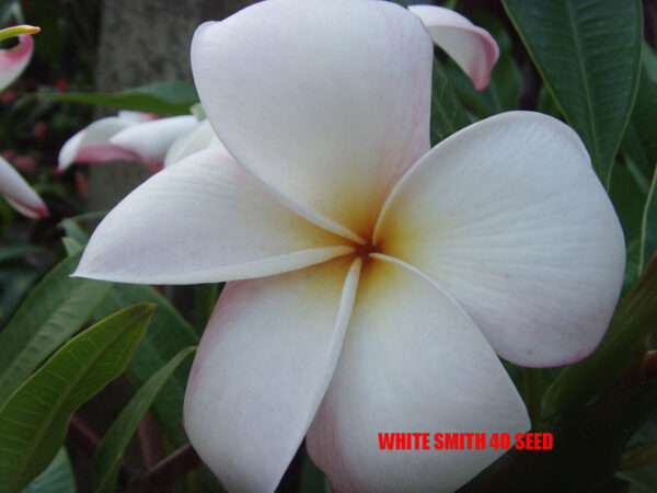 Plumeria -  White Smith