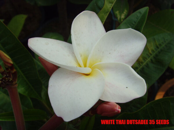 Plumeria -  White Thai Dutsadee