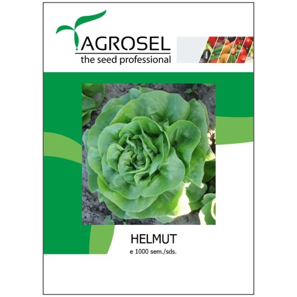 Salat - Helmut - BIG-PACK