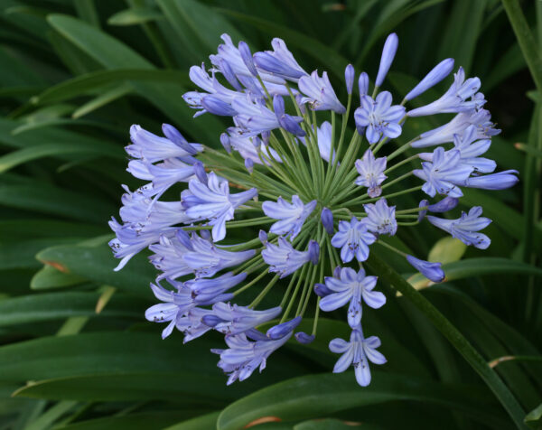 Afrikansk Lilje Blå - Agapanthus Africanus Blue