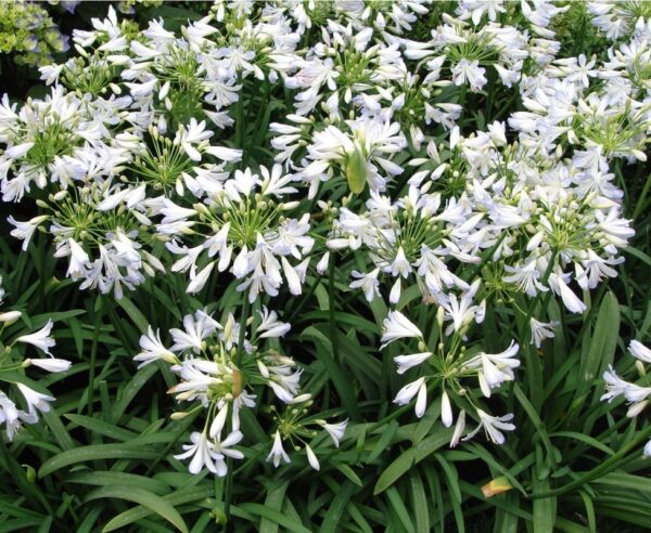 Afrikansk Lilje Hvid - Agapanthus Africanus Alba