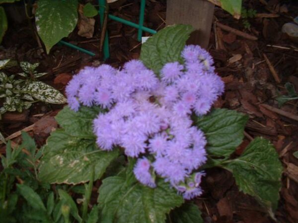 Blåkvast - 'Blue Bell' - Ageratum houstonianum