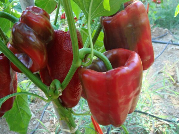 Ancho Poblano - 500 gram