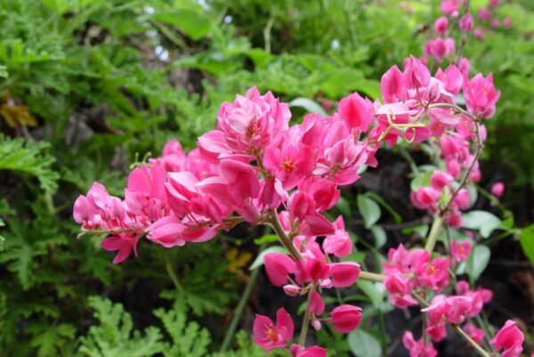 Mexicansk Coral Vine - Antigonon Leptopus