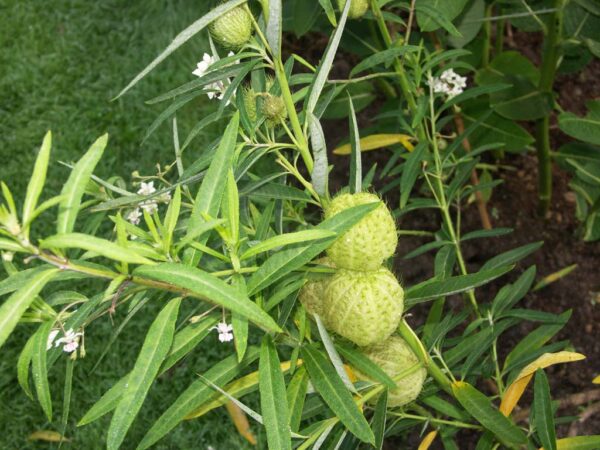Silkeplante / Ballonplante- Asclepias physocarpa - Image 3